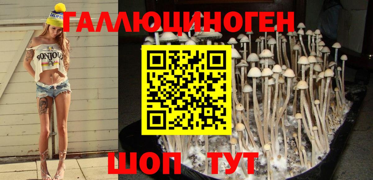 Псилоцибиновые грибы MAGIC MUSHROOMS  Вход с VPN  Санкт-Петербург 